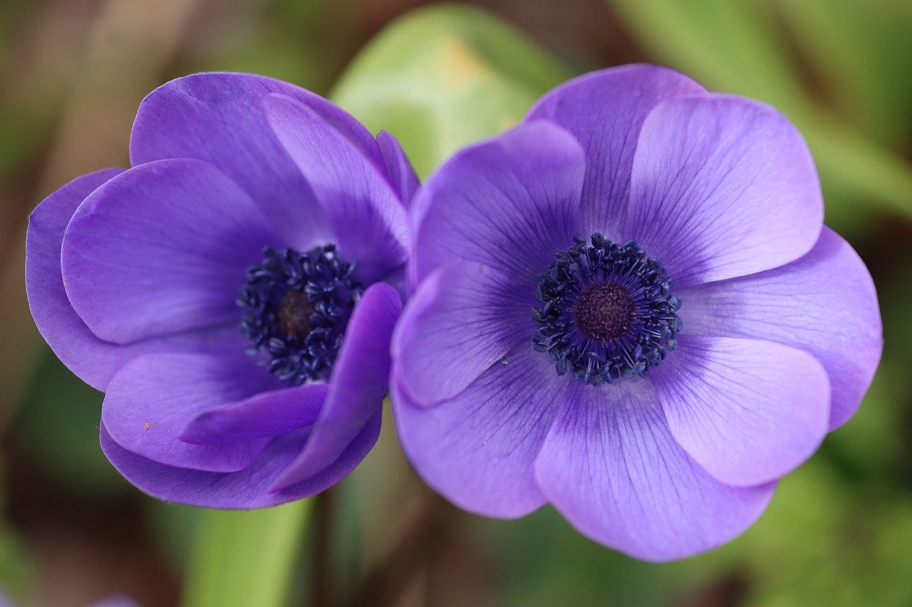 Flower Press Craft: Botany for Kids